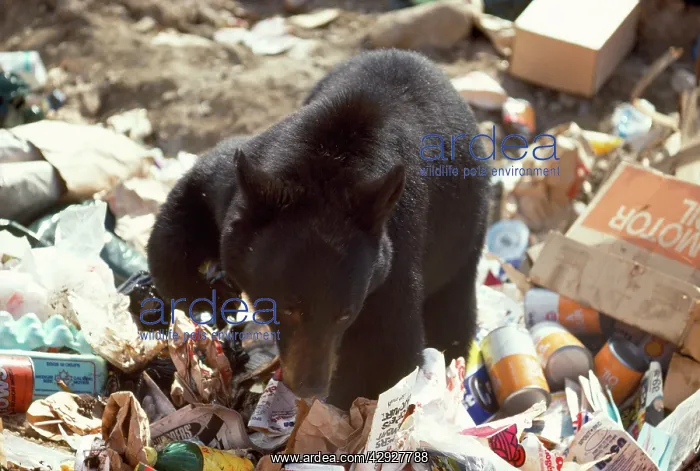 : North American Black BEAR - scavenging in rubbish : North American Black BEAR - scavenging in rubbish