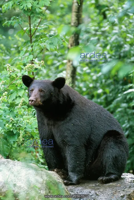 : North American Black BEAR - sitting : North American Black BEAR - sitting