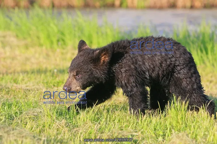 : North American Black Bear - Spring cub 4 months : North American Black Bear - Spring cub 4 months