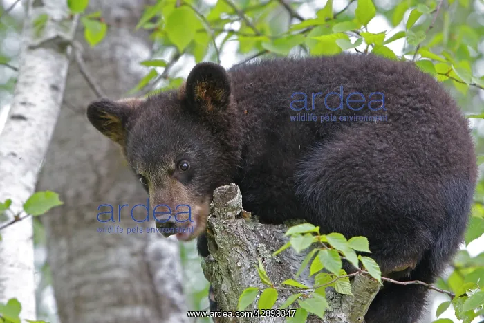 : North American Black Bear - Spring cub 4 months : North American Black Bear - Spring cub 4 months