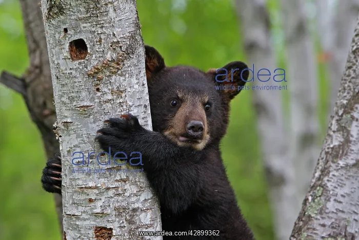 : North American Black Bear - Spring cub 4 months : North American Black Bear - Spring cub 4 months