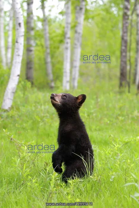: North American Black Bear - Spring cub 4 months : North American Black Bear - Spring cub 4 months