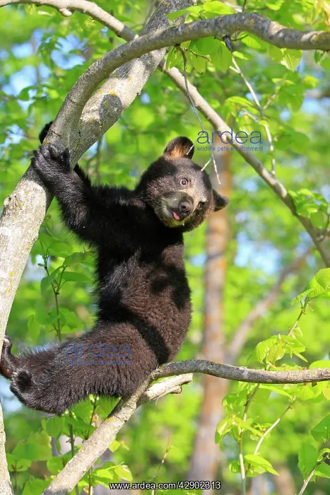 : North American Black Bear - Spring cub 4 months : North American Black Bear - Spring cub 4 months