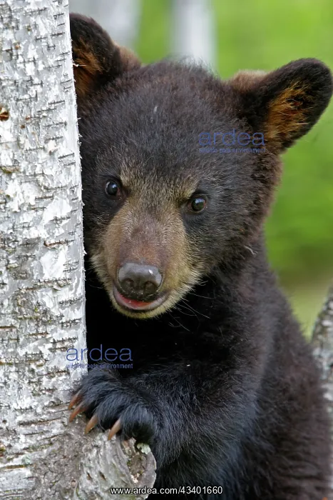 : North American Black Bear - Spring cub 4 months : North American Black Bear - Spring cub 4 months