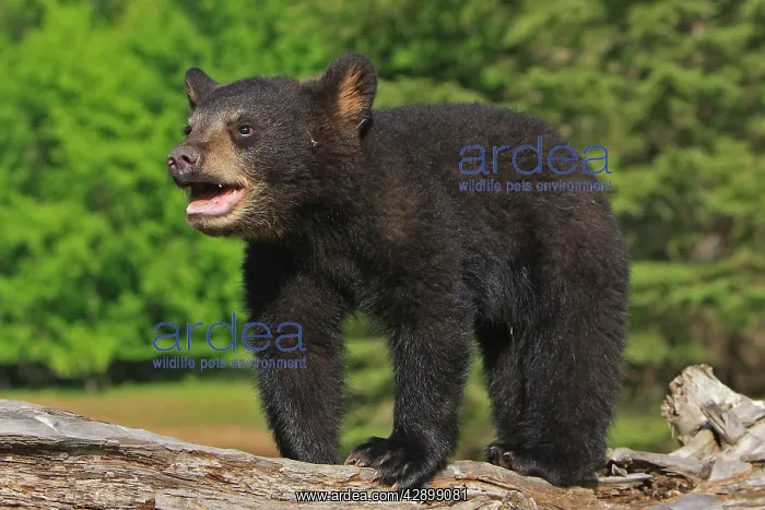 : North American Black Bear - Spring cub 4 months old : North American Black Bear - Spring cub 4 months old