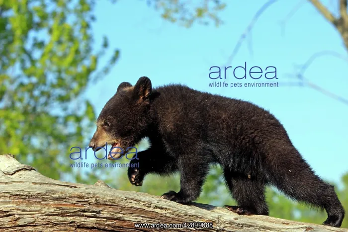 : North American Black Bear - Spring cub 4 months old : North American Black Bear - Spring cub 4 months old