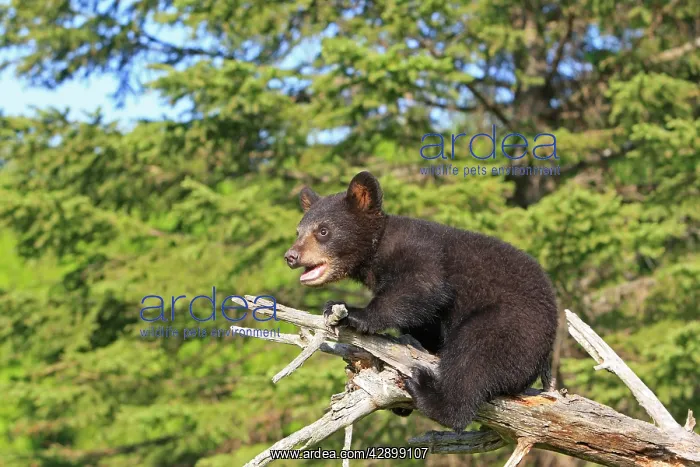 : North American Black Bear - Spring cub 4 months old : North American Black Bear - Spring cub 4 months old
