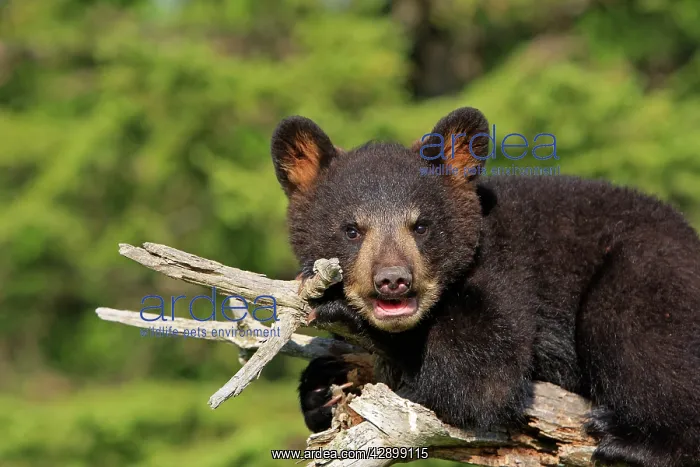 : North American Black Bear - Spring cub 4 months old : North American Black Bear - Spring cub 4 months old