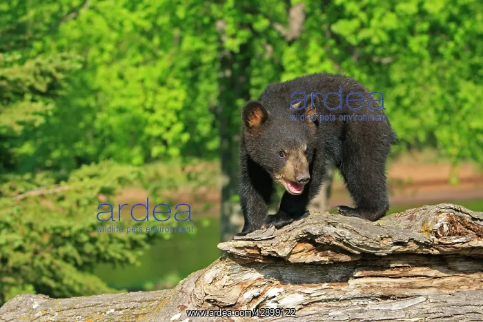 : North American Black Bear - Spring cub 4 months old : North American Black Bear - Spring cub 4 months old