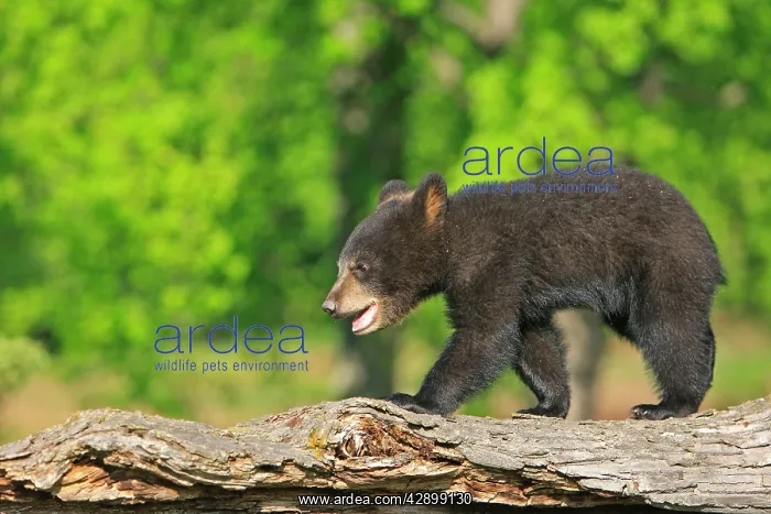 : North American Black Bear - Spring cub 4 months old : North American Black Bear - Spring cub 4 months old