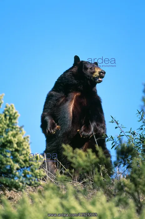 : North American Black BEAR - STANDING UP : North American Black BEAR - STANDING UP