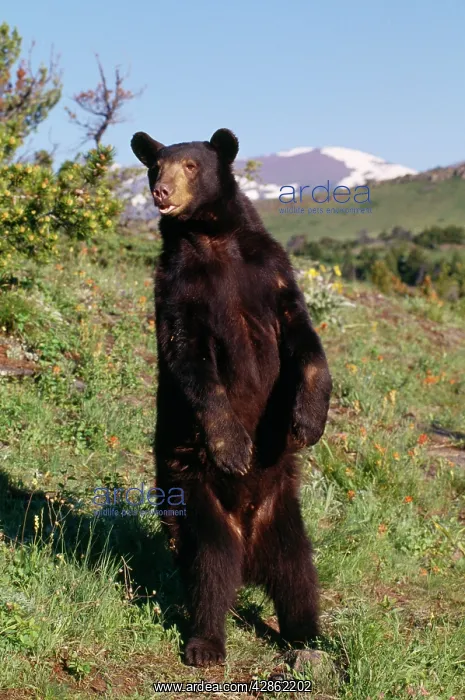 : North American Black BEAR - standing on hind legs : North American Black BEAR - standing on hind legs