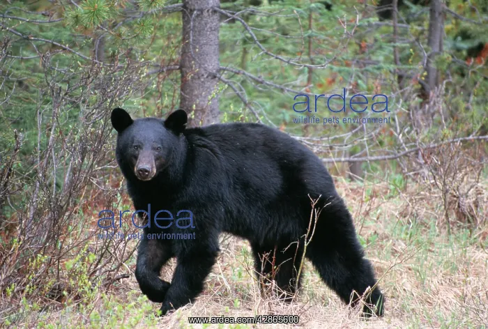 : North American Black BEAR - side view : North American Black BEAR - side view