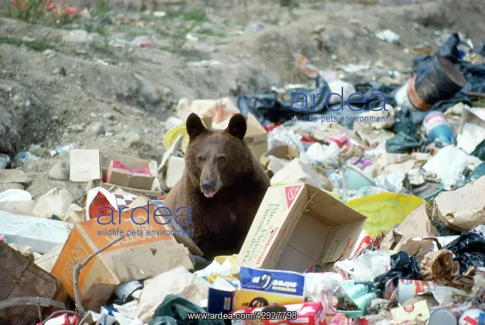 : North American Black / Cinnamon BEAR - scavenging in rubbish : North American Black / Cinnamon BEAR - scavenging in rubbish
