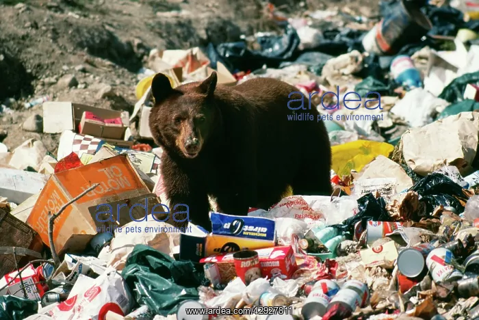 : North American Black / Cinnamon BEAR - scavenging in rubbish : North American Black / Cinnamon BEAR - scavenging in rubbish