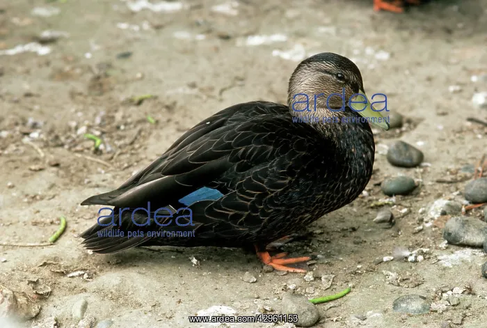 : North American Black Duck : North American Black Duck
