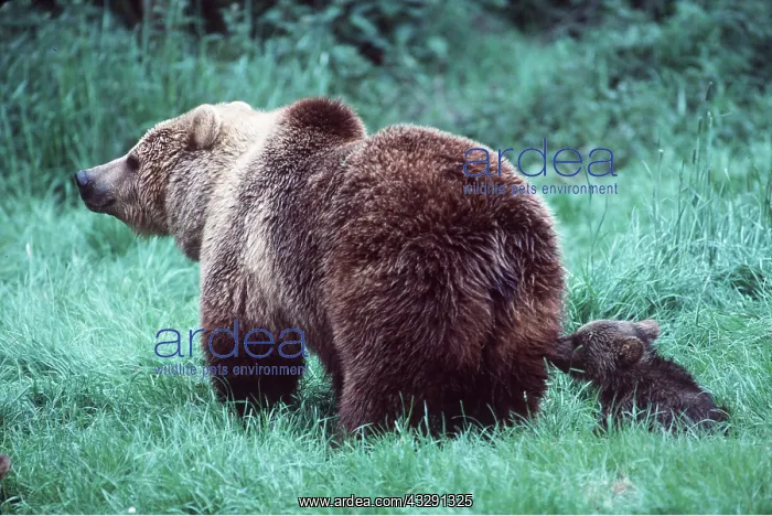 : North American BROWN BEAR - ADULT AND YOUNG : North American BROWN BEAR - ADULT AND YOUNG