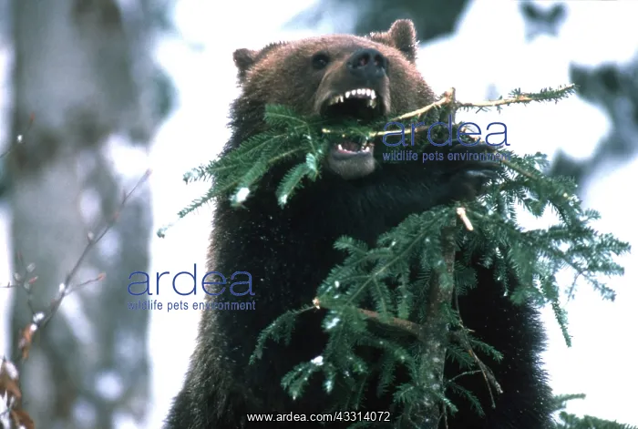 : North American brown BEAR - collecting foliage for den : North American brown BEAR - collecting foliage for den