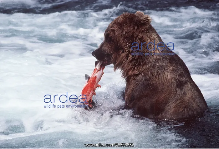 : North American BROWN BEAR - fishing for salmon : North American BROWN BEAR - fishing for salmon