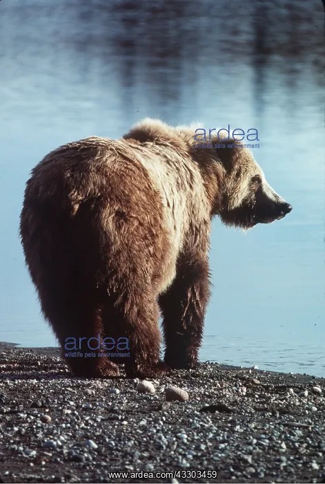 : North American BROWN BEAR - at waters edge : North American BROWN BEAR - at waters edge