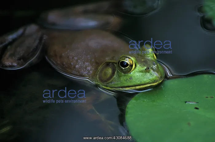 : North American Bullfrog : North American Bullfrog