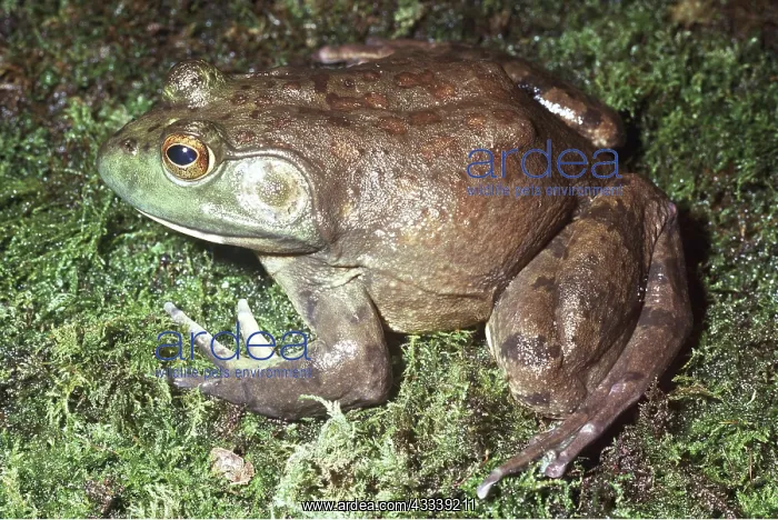 : North American Bullfrog : North American Bullfrog