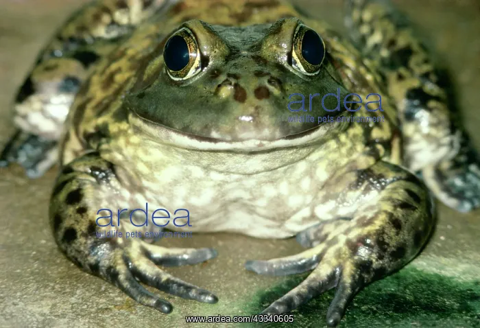 : North American Bullfrog : North American Bullfrog