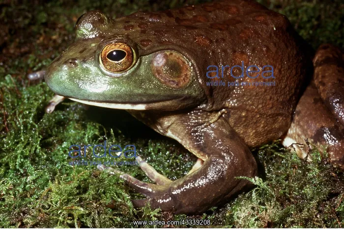 : North American Bullfrog - close up of face : North American Bullfrog - close up of face