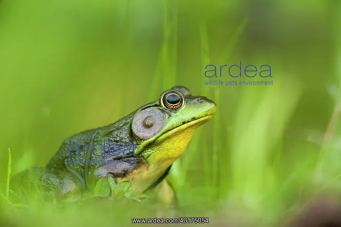 : North american Bullfrog beside a pond with leeches : North american Bullfrog beside a pond with leeches