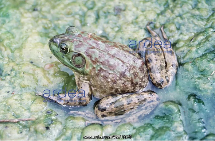: North American Bullfrog - showing ear : North American Bullfrog - showing ear