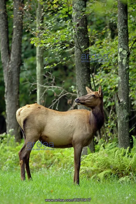 : North American Elk / Wapiti female during rutting season : North American Elk / Wapiti female during rutting season
