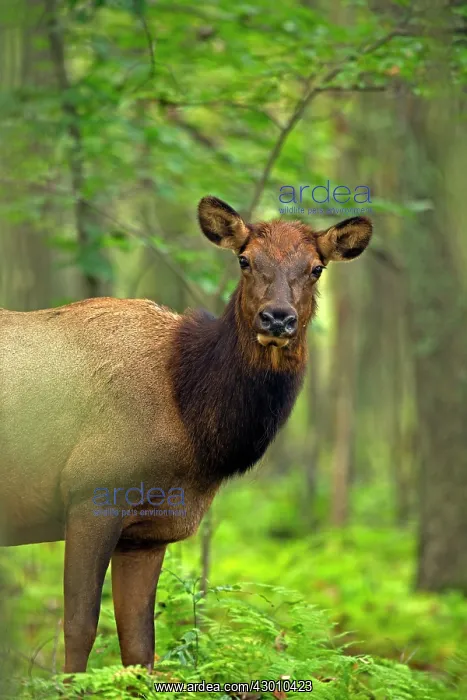 : North American Elk / Wapiti female during rutting season : North American Elk / Wapiti female during rutting season