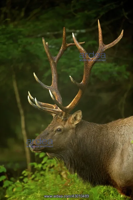 : North American Elk / Wapiti male during rutting season : North American Elk / Wapiti male during rutting season