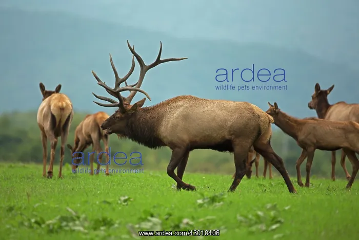 : North American Elk / Wapiti during rutting season : North American Elk / Wapiti during rutting season