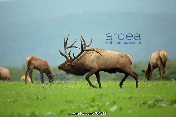 : North American Elk / Wapiti during rutting season : North American Elk / Wapiti during rutting season
