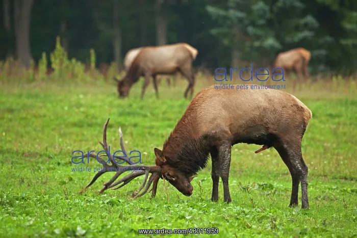  : North American Elk  /  Wapiti during rutting season