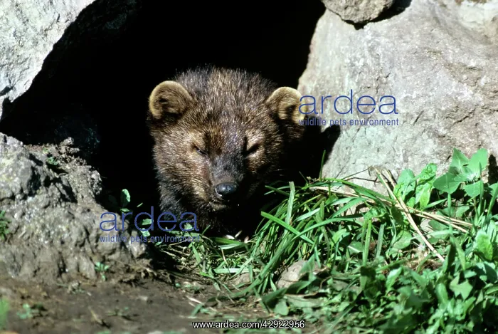 : North American FISHER : North American FISHER