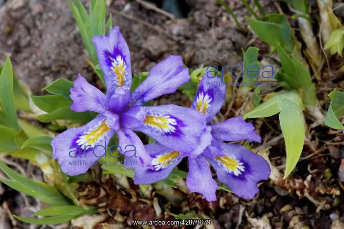 : A north American Iris : A north American Iris