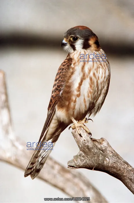 : NORTH AMERICAN KESTREL - perched on branch : NORTH AMERICAN KESTREL - perched on branch