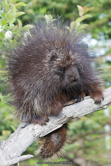 : North American Porcupine : North American Porcupine