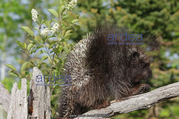  : North American Porcupine