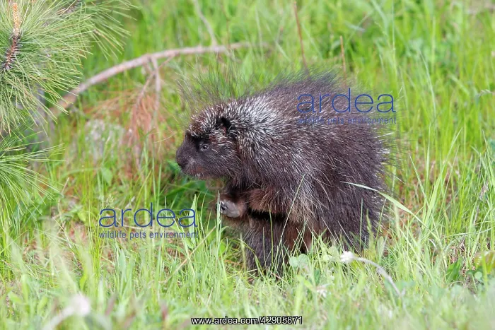 : North American Porcupine : North American Porcupine