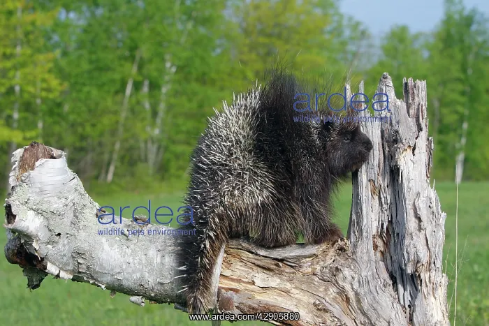 : North American Porcupine : North American Porcupine