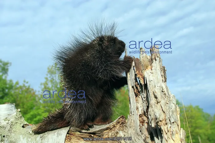  : North American Porcupine