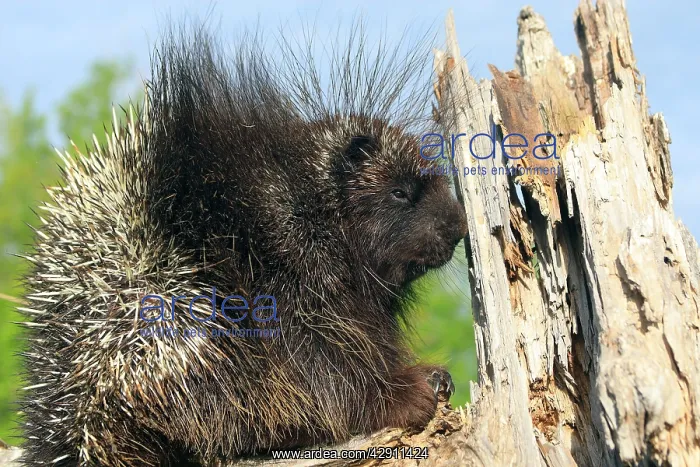 : North American Porcupine : North American Porcupine