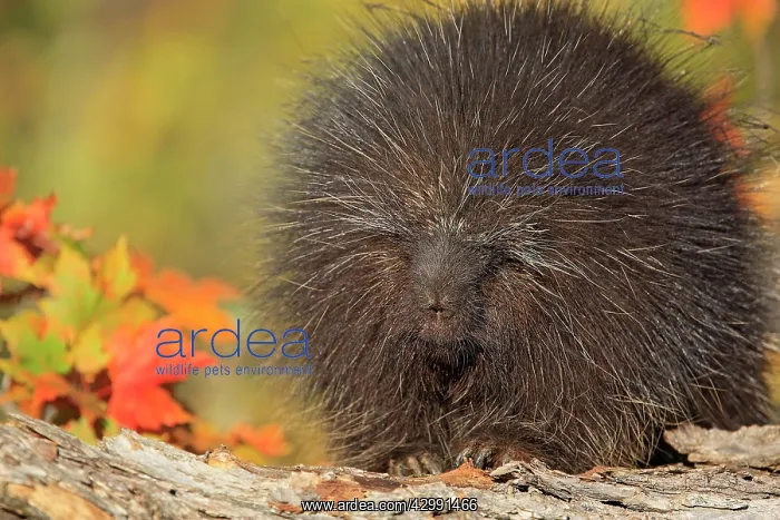 : North American Porcupine : North American Porcupine