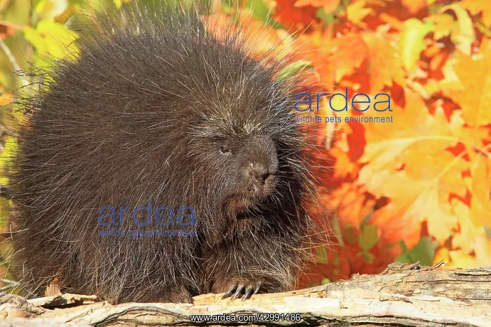 : North American Porcupine : North American Porcupine