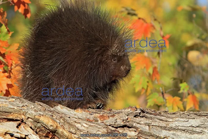 : North American Porcupine : North American Porcupine