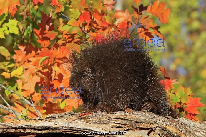 : North American Porcupine : North American Porcupine