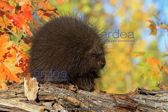  : North American Porcupine